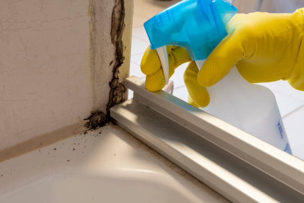 Best Mold Damage Repair  in Chambersburg, PA