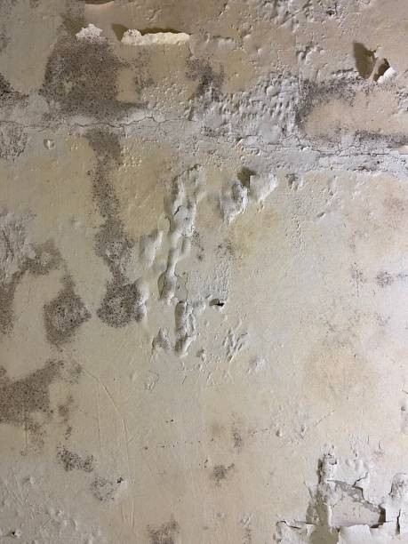Best Mold Cleaning Services  in Chambersburg, PA
